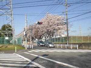 三菱電機八王子研修所跡地のさくらです。 三菱電機八王子研修所跡地のさくらです。