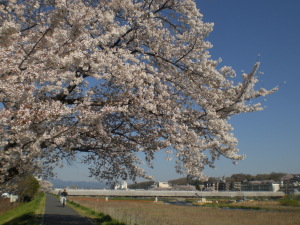 自転車通勤路の桜、、、　淺川サイクリングロードのさくらです。