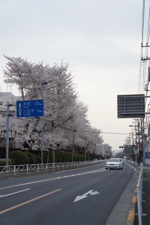 日野市さくら町１番地のさくら