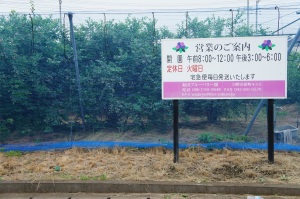 日野の観光農園、ブルーベリー園。 日野の観光農園、ブルーベリー園。