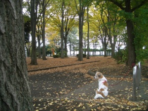 北八王子駅の近くの公園です。